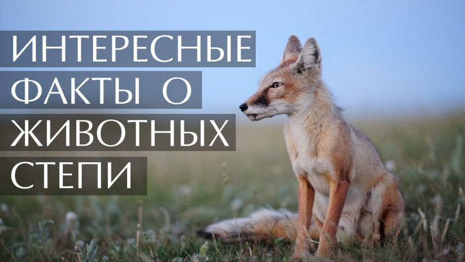 Калмыкский Корсак