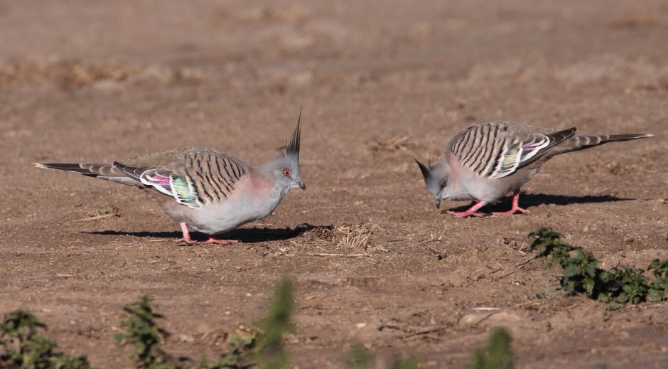 Crested Bronze Winged Pigeon