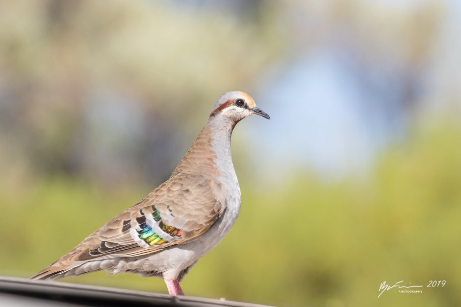 Spinifex Pigeon