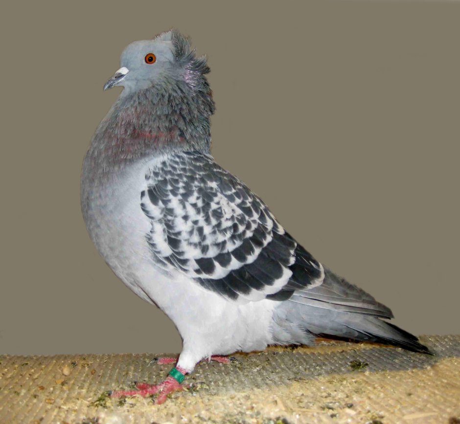 Crested Soultz
