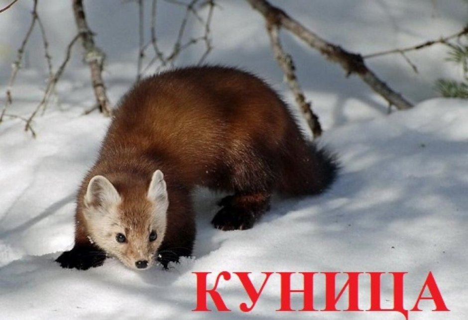 Соболь норка куница