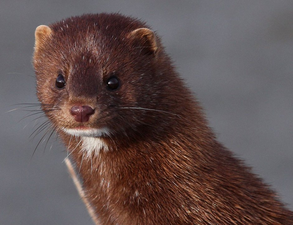 Американская норка (Mustela Vison)