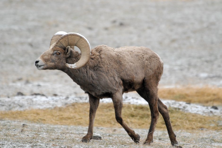 Ovis canadensis