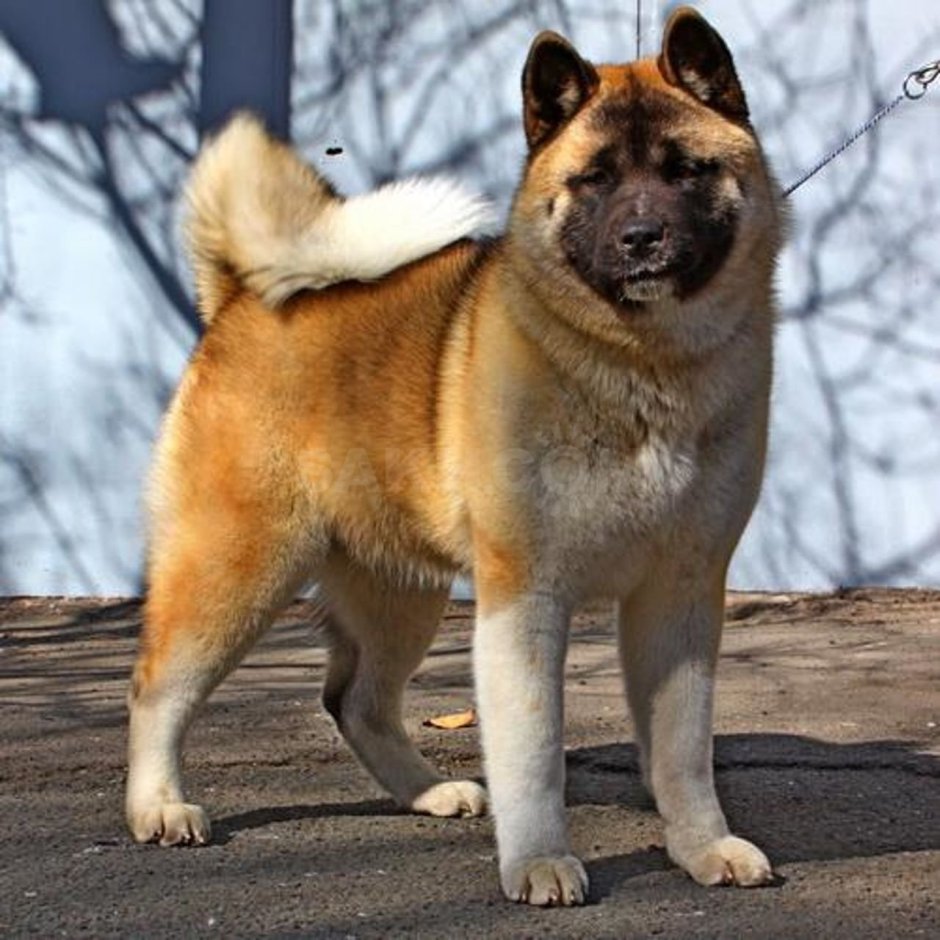 Akita by skeler
