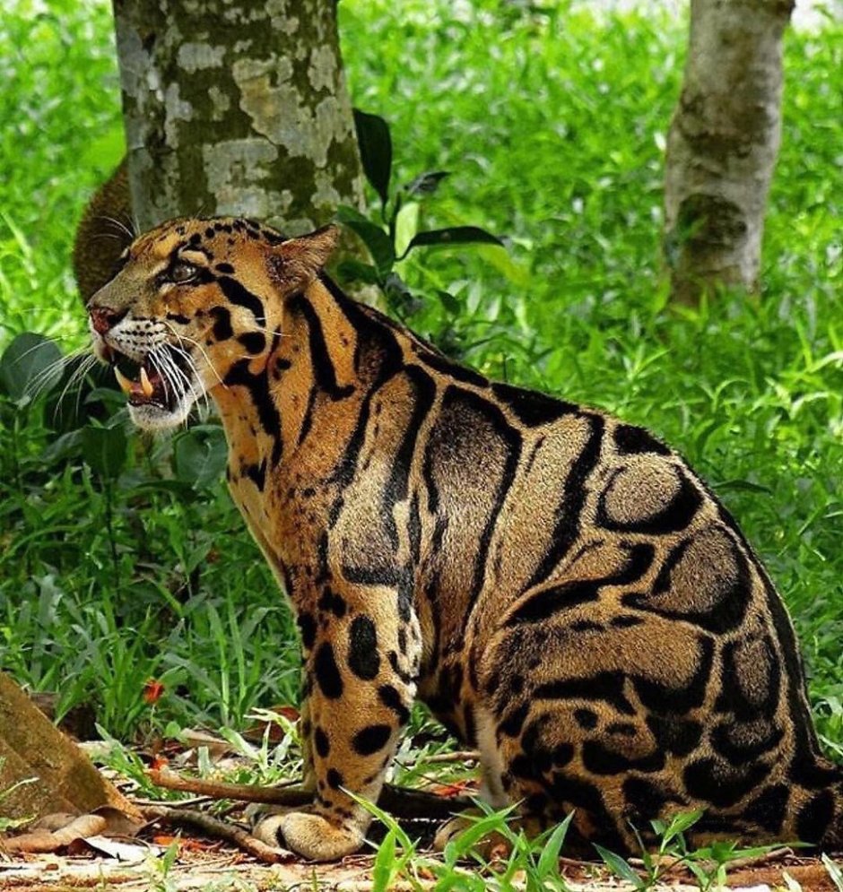 Кот тойгер