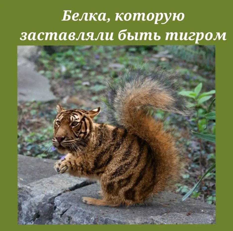 Леопард онцилла