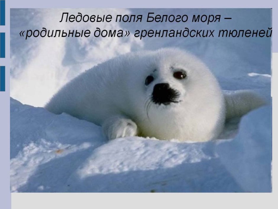 Байкал нерпа