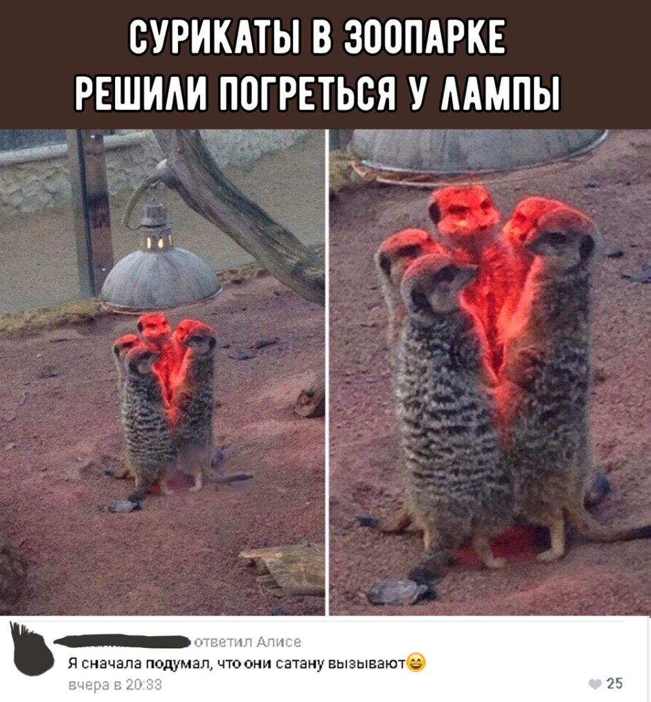 Сурикаты греются под лампой