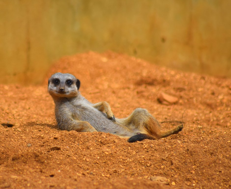 Сурикаты National Geographic