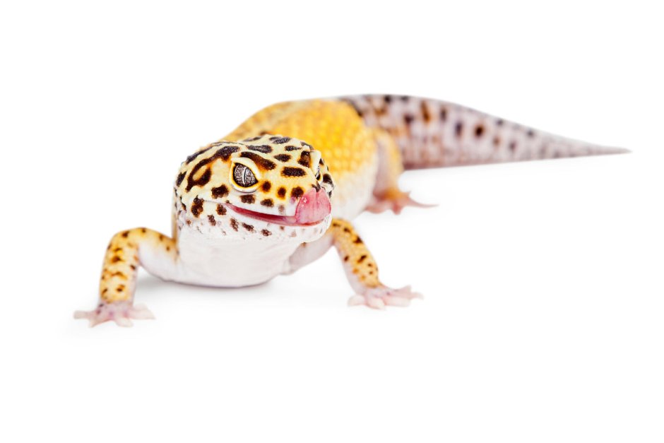 Эублефар Mack Snow Albino