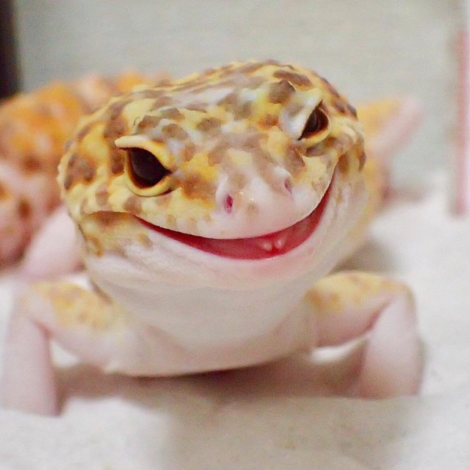 Линька ящериц