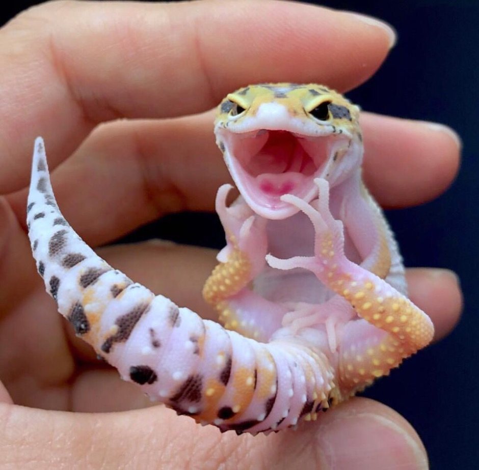 Gecko 35gm0028