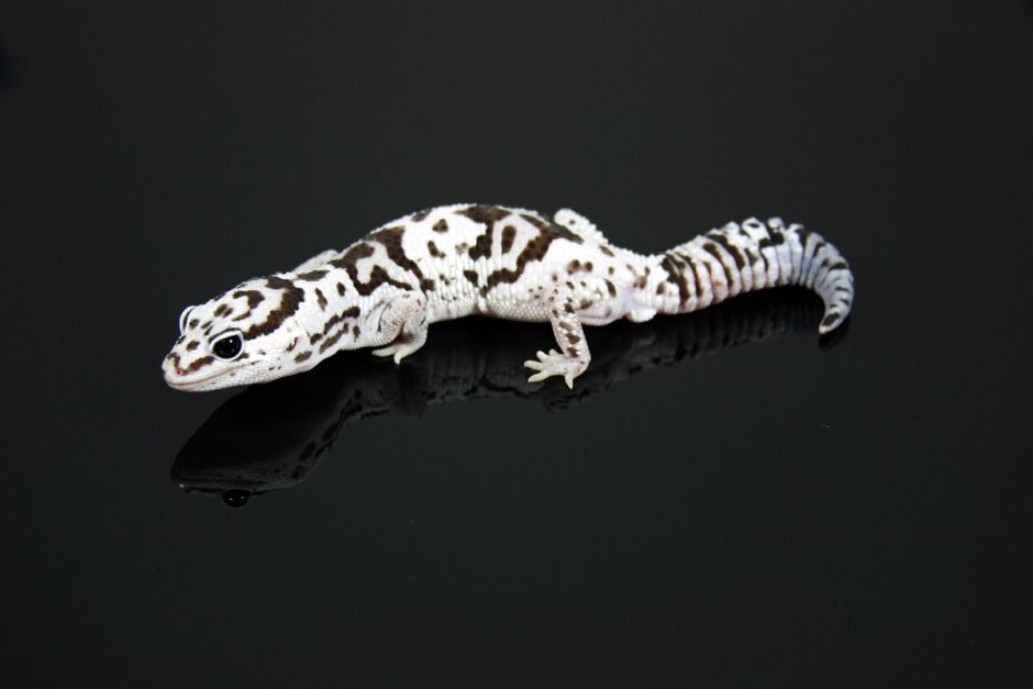 Leopard Gecko Eclipse