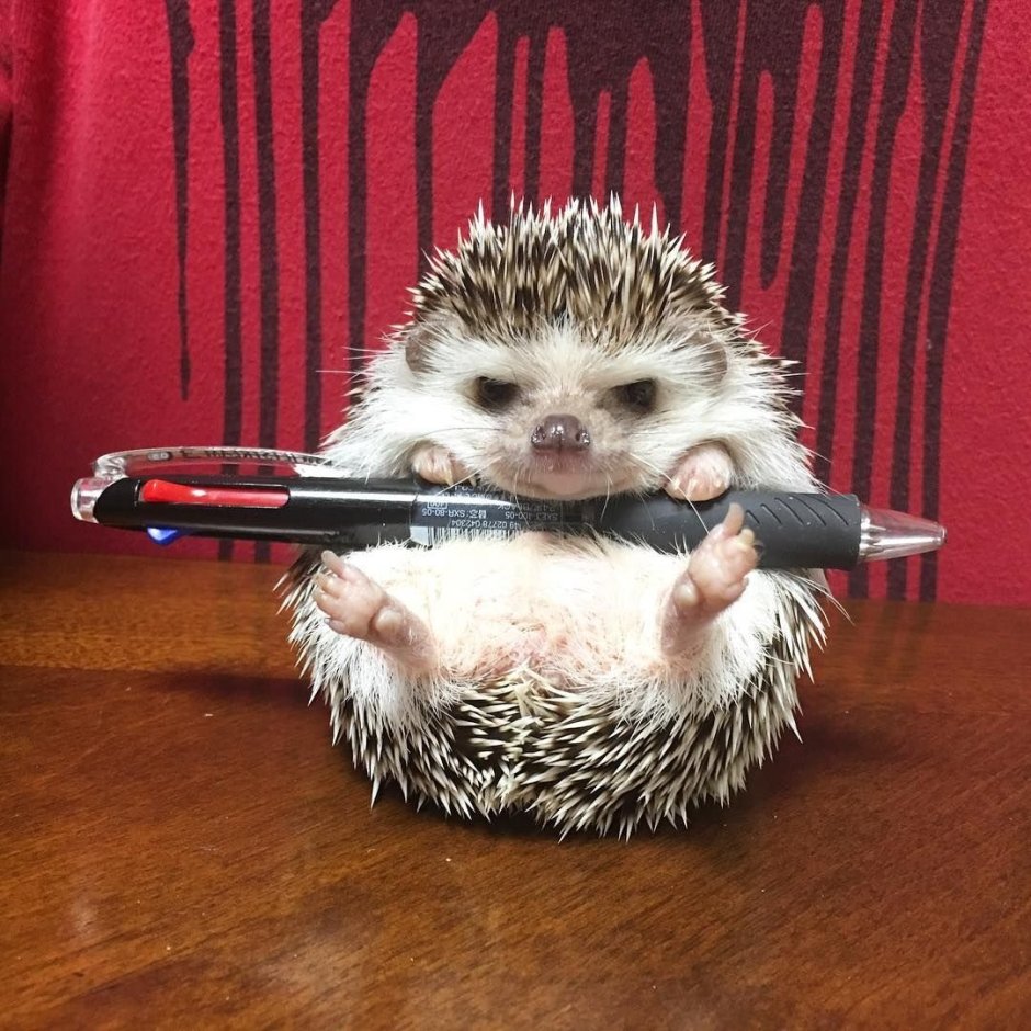 Озверевший ежик