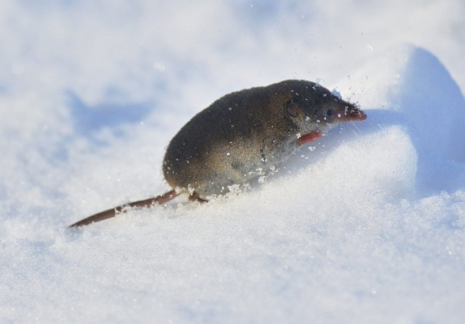 Короткоухая бурозубка Нельсона (Nelson’s small-eared Shrew)