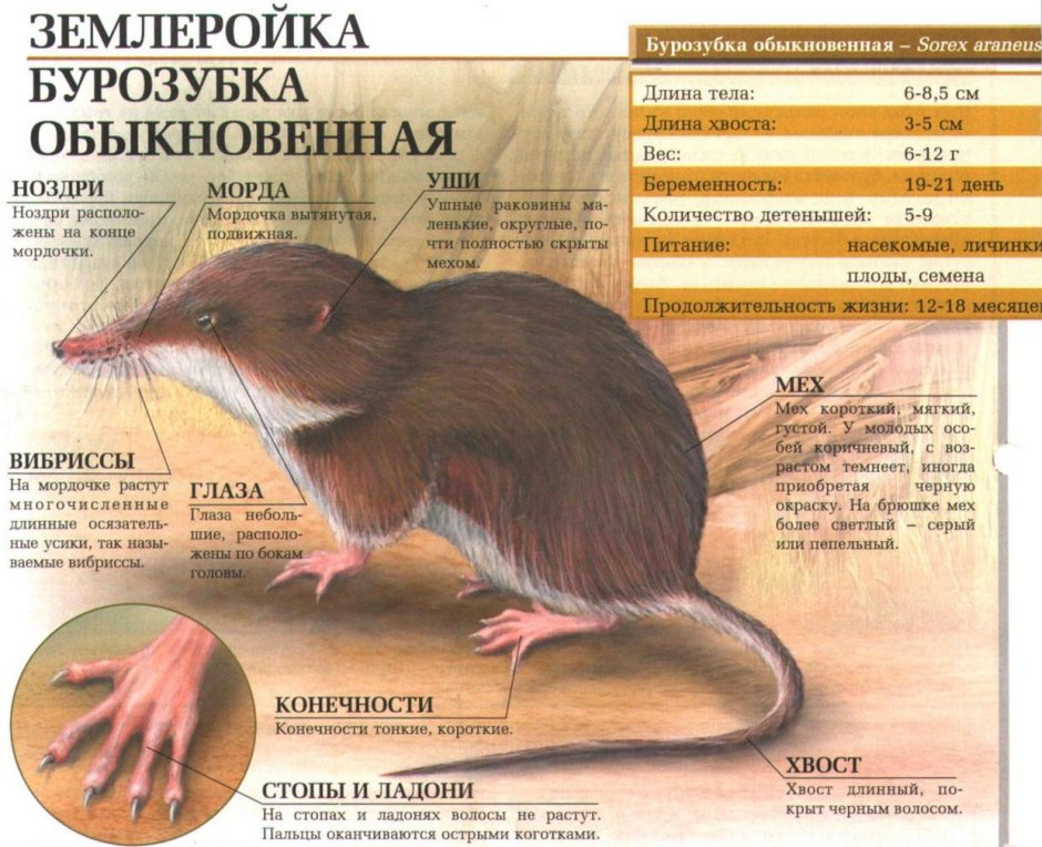 Пиренейская выхухоль