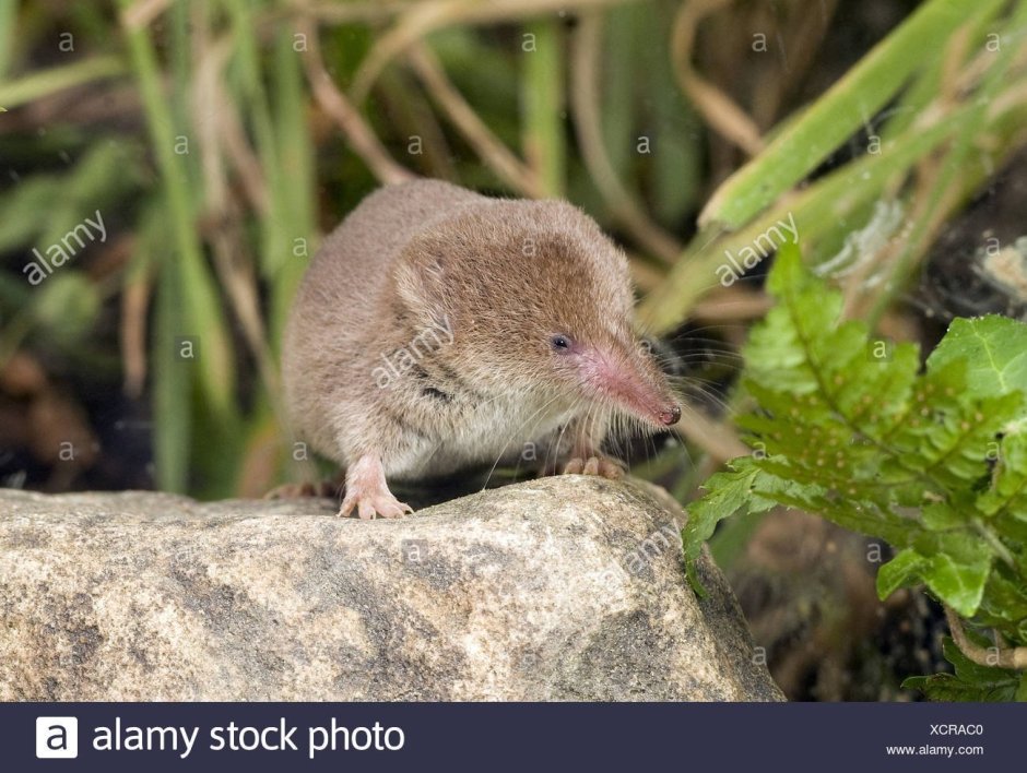Pachyra Crocidura