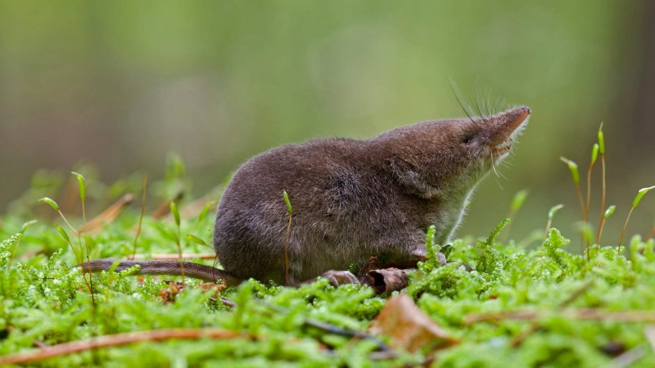 Русская выхухоль Desmana moschata Linnaeus, 1758