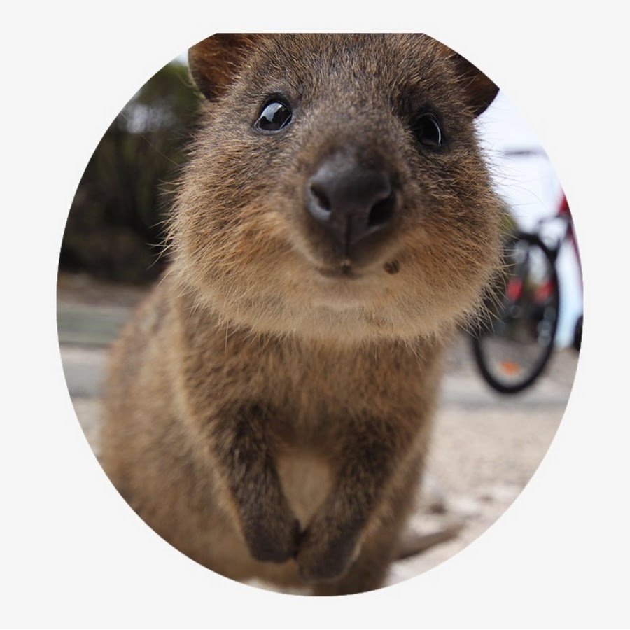 Австрийский Квокка