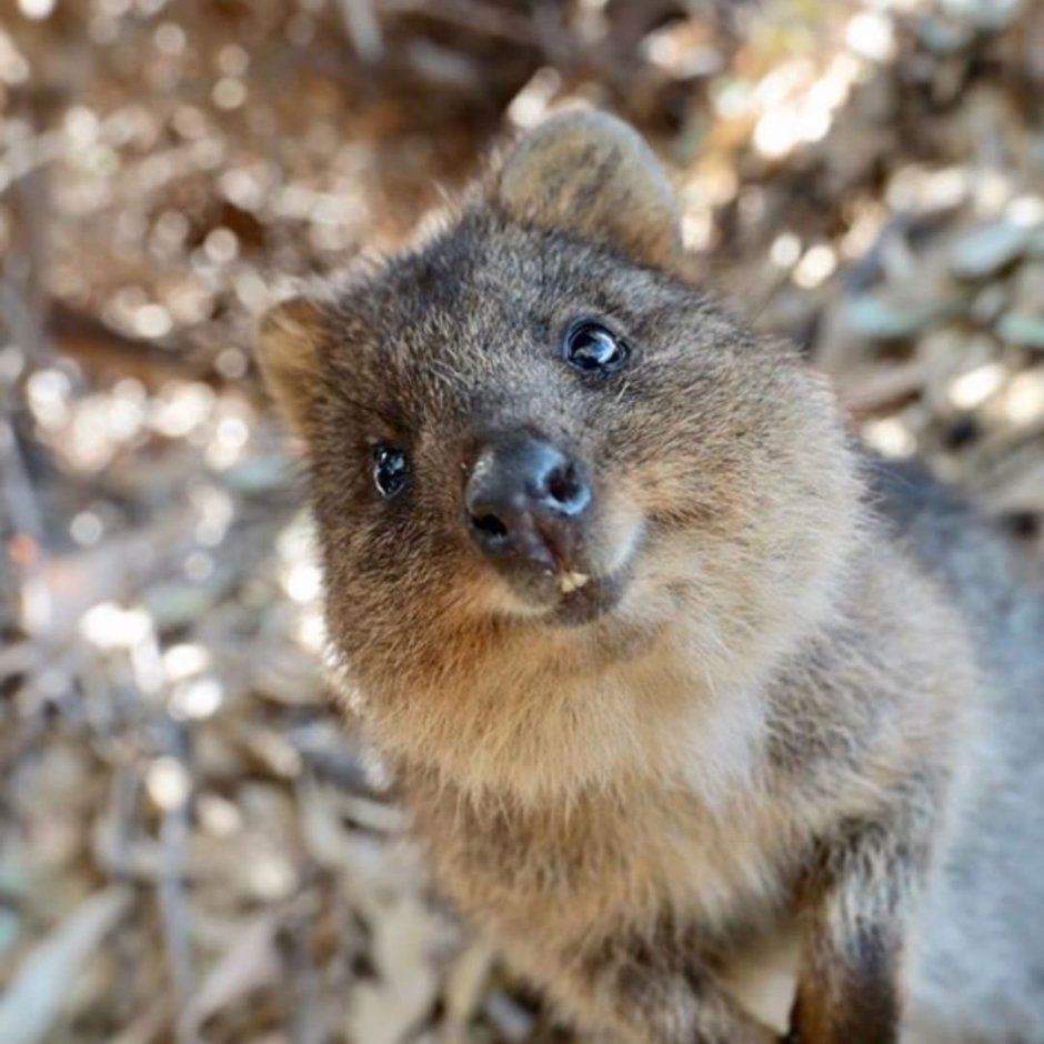 Кенгуру Квокка с людьми