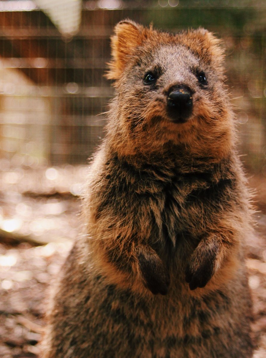 Мини кенгуру Квокка