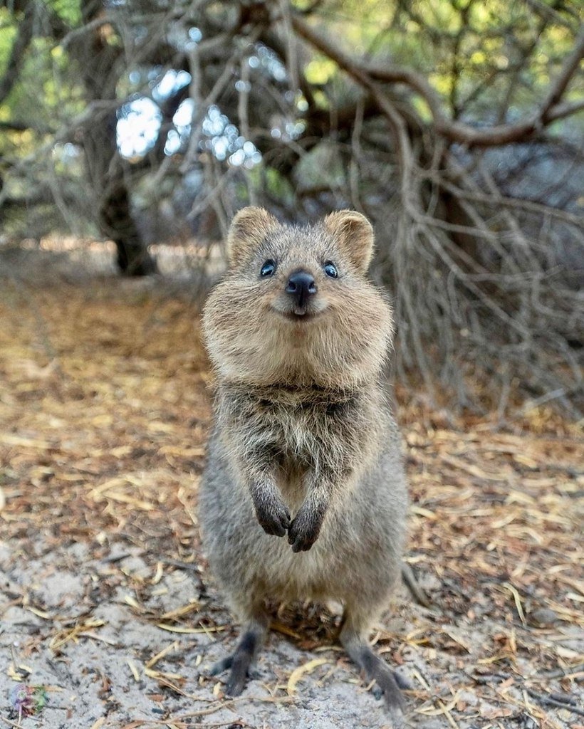 Зверь Квокка