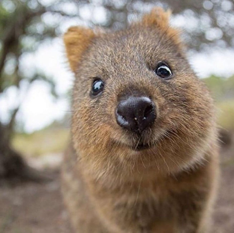 Кролик и Квокка