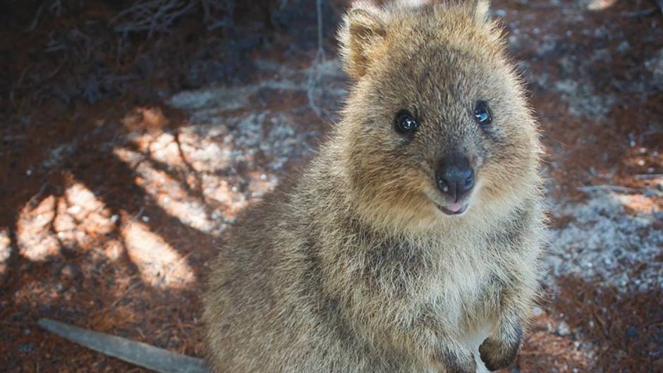 Доброе животное