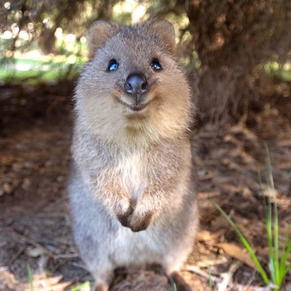 Квокка по сравнению с человеком