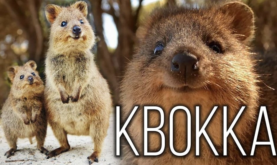 Квокка джарра