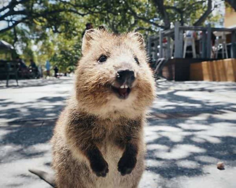 Среда обитания квокки