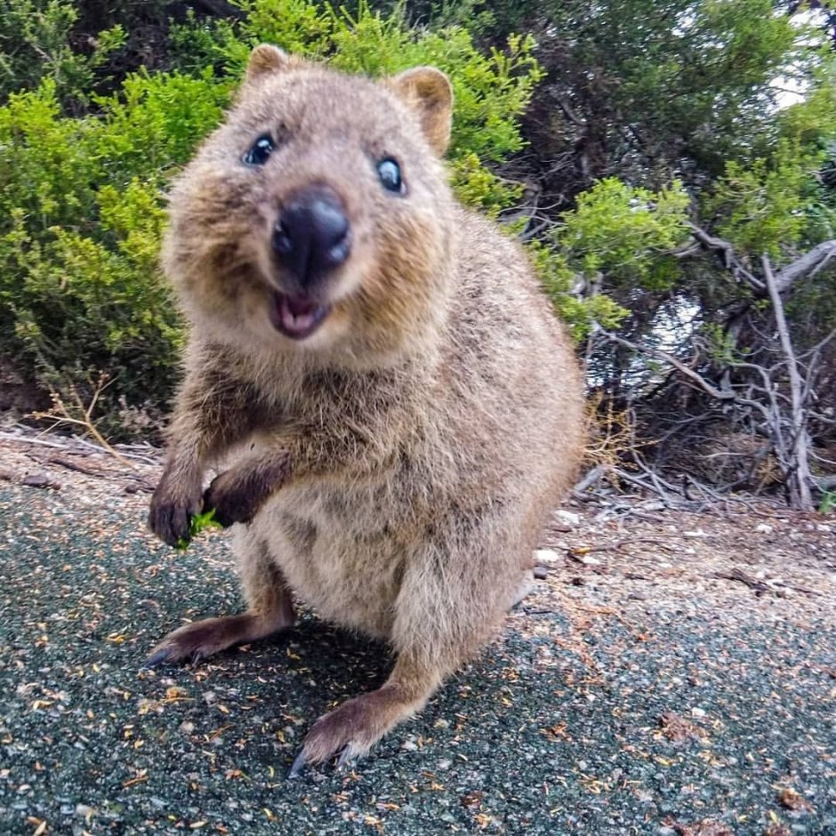 Квокка Ледниковый период