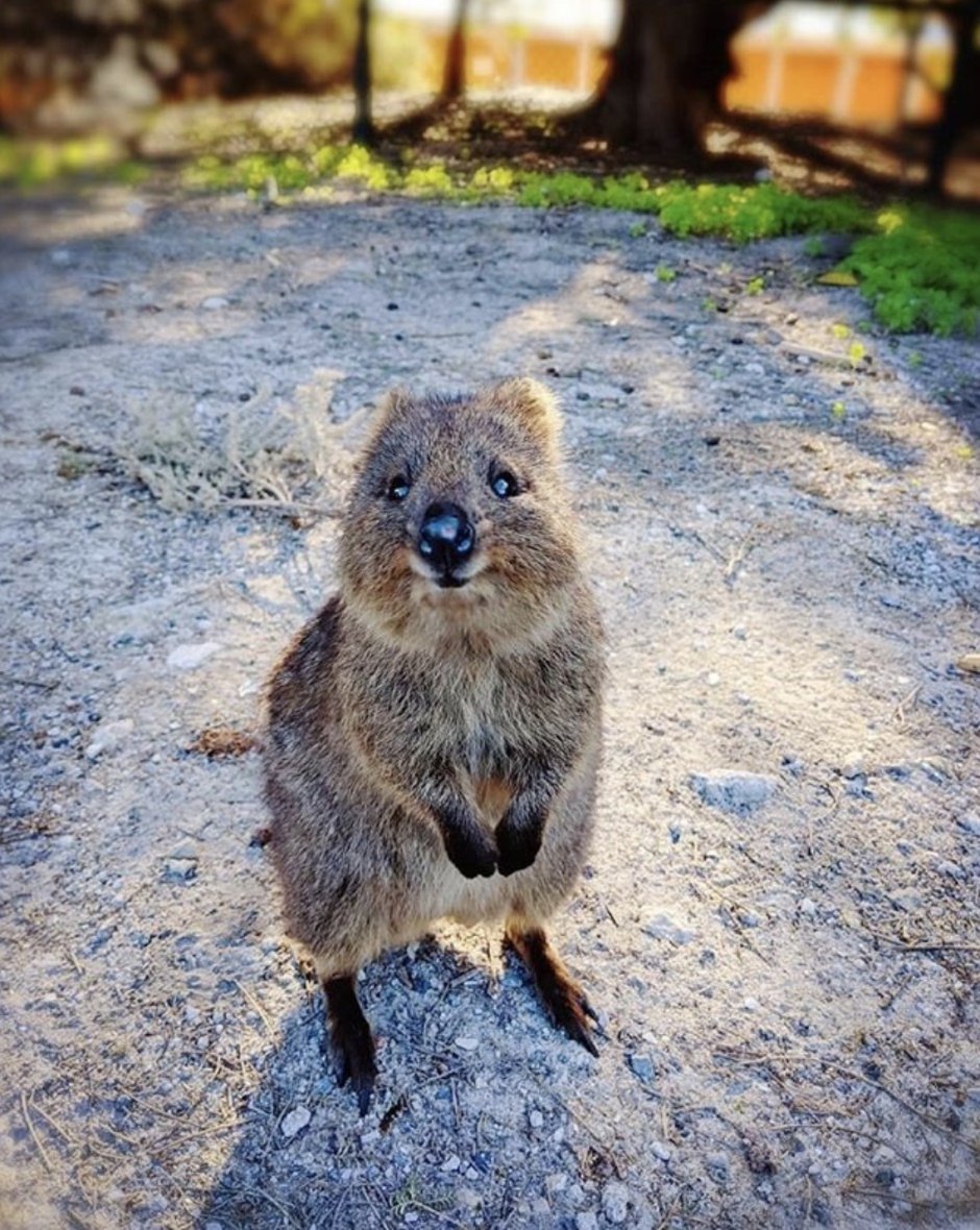 Квокка (короткохвостый кенгуру)
