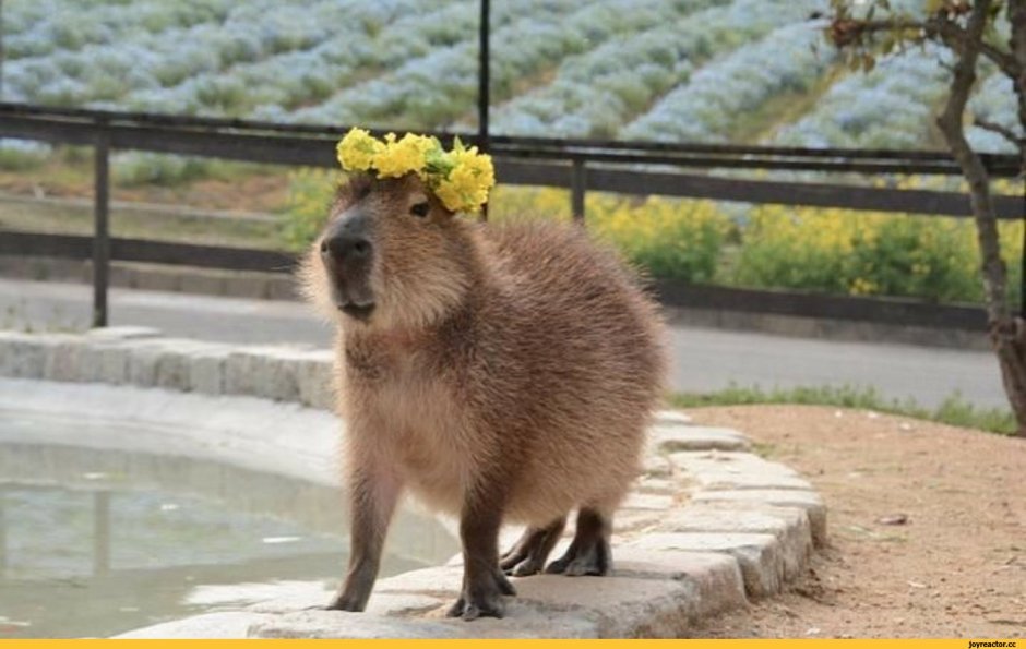 Квокка селфи животное самое счастливое