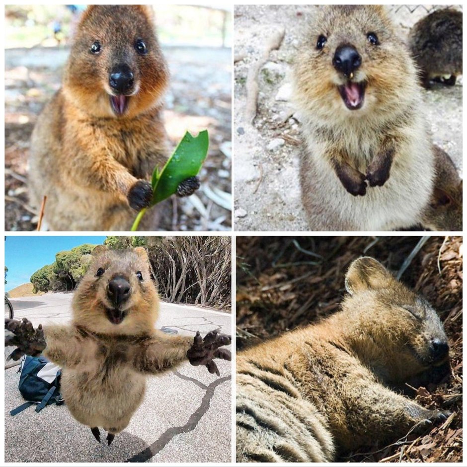 Улыбающийся зверек Квокка