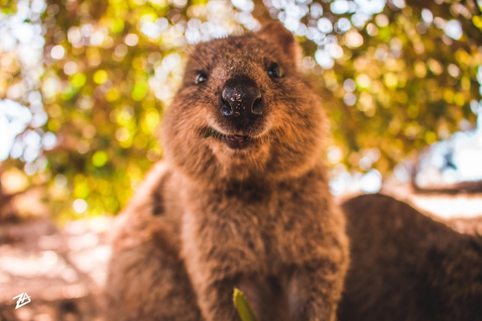 Квокка эндемик