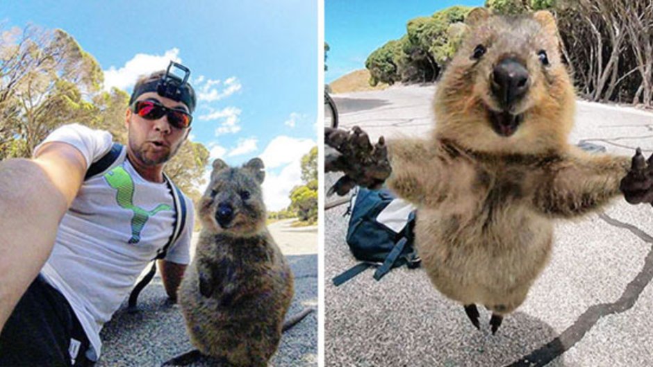 Капибара улыбается