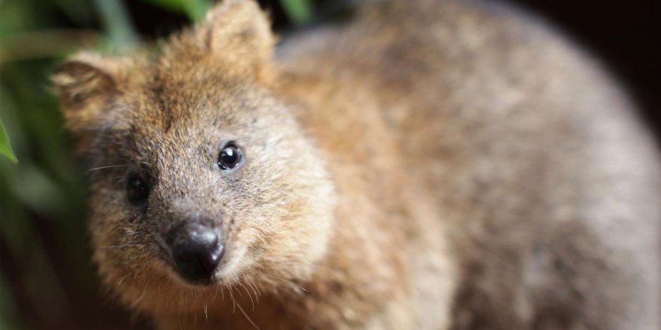 Квокка (короткохвостый кенгуру)
