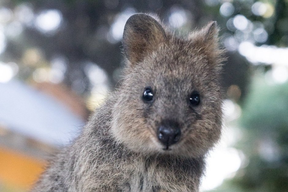 Лысая Квокка