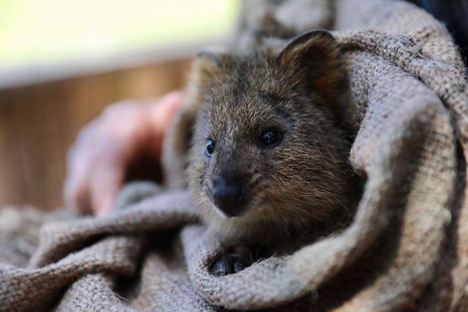 Карликовый кенгуру Квокка