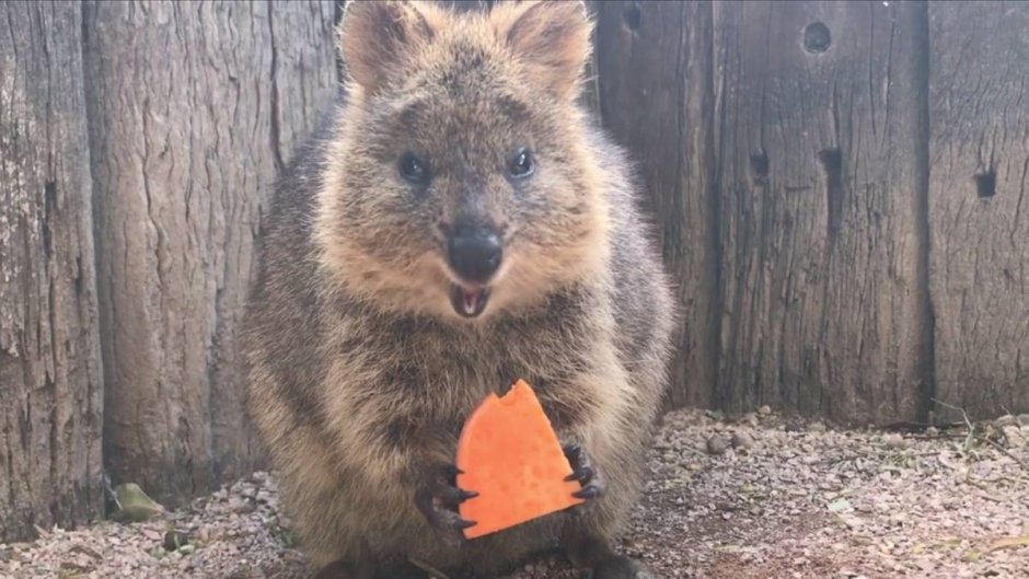 Кенгуру Квокка