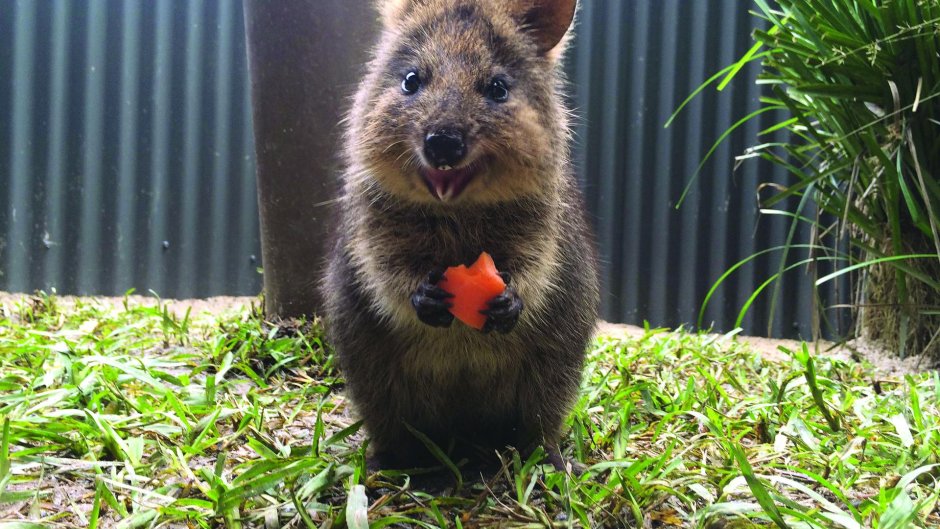 Квокка на аву