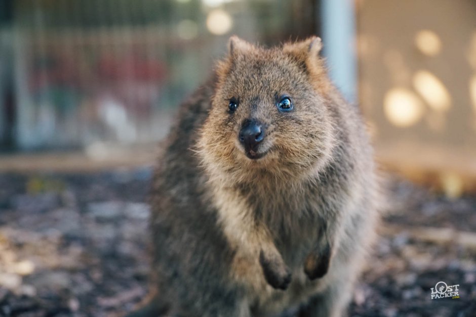 Нубийский жиряк