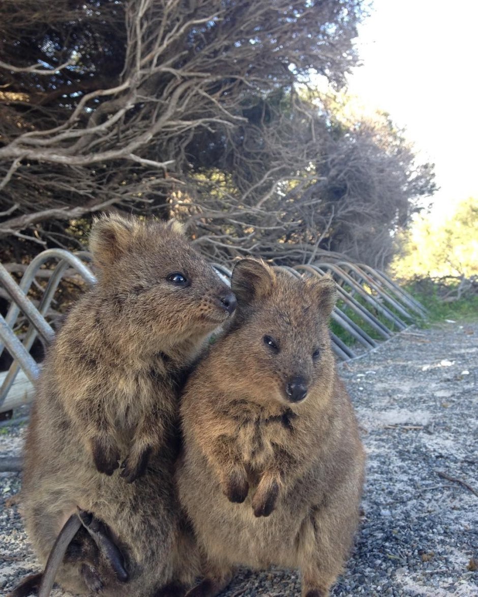 Мини кенгуру Квокка
