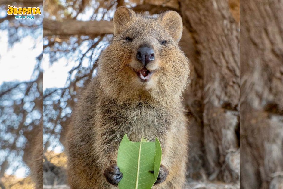 Квокка милашка UBA