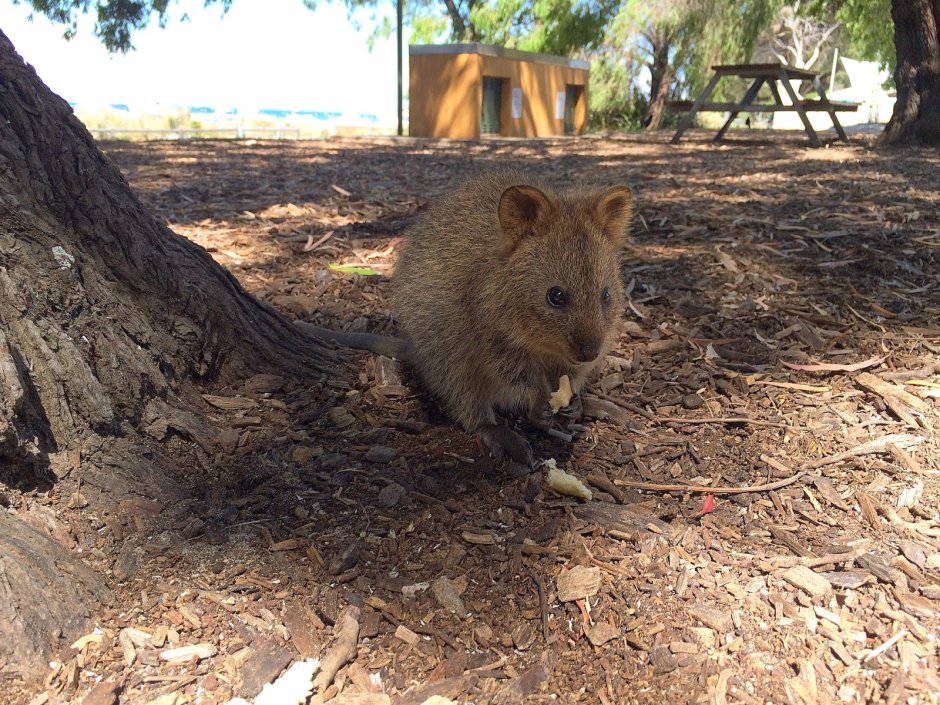 Бассейн Квокка