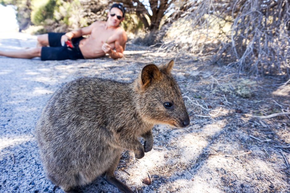 Грустная Квокка