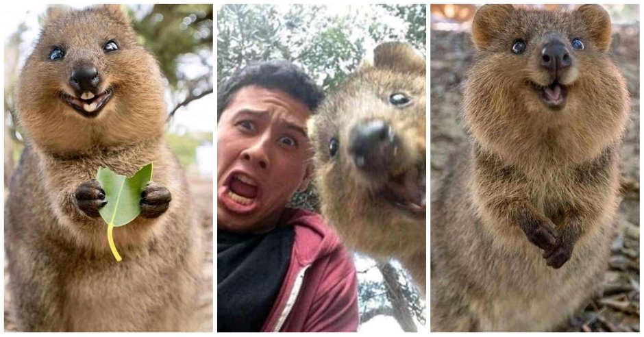 Квокка селфи животное самое счастливое