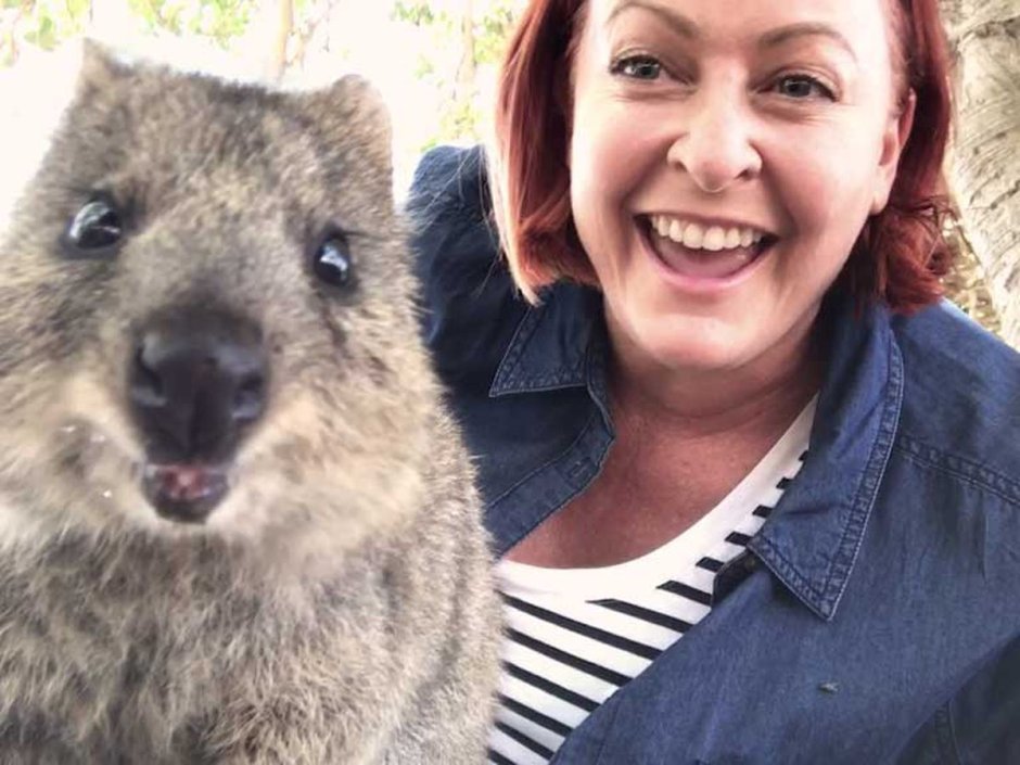 Австралийский зверек Квокка с людьми