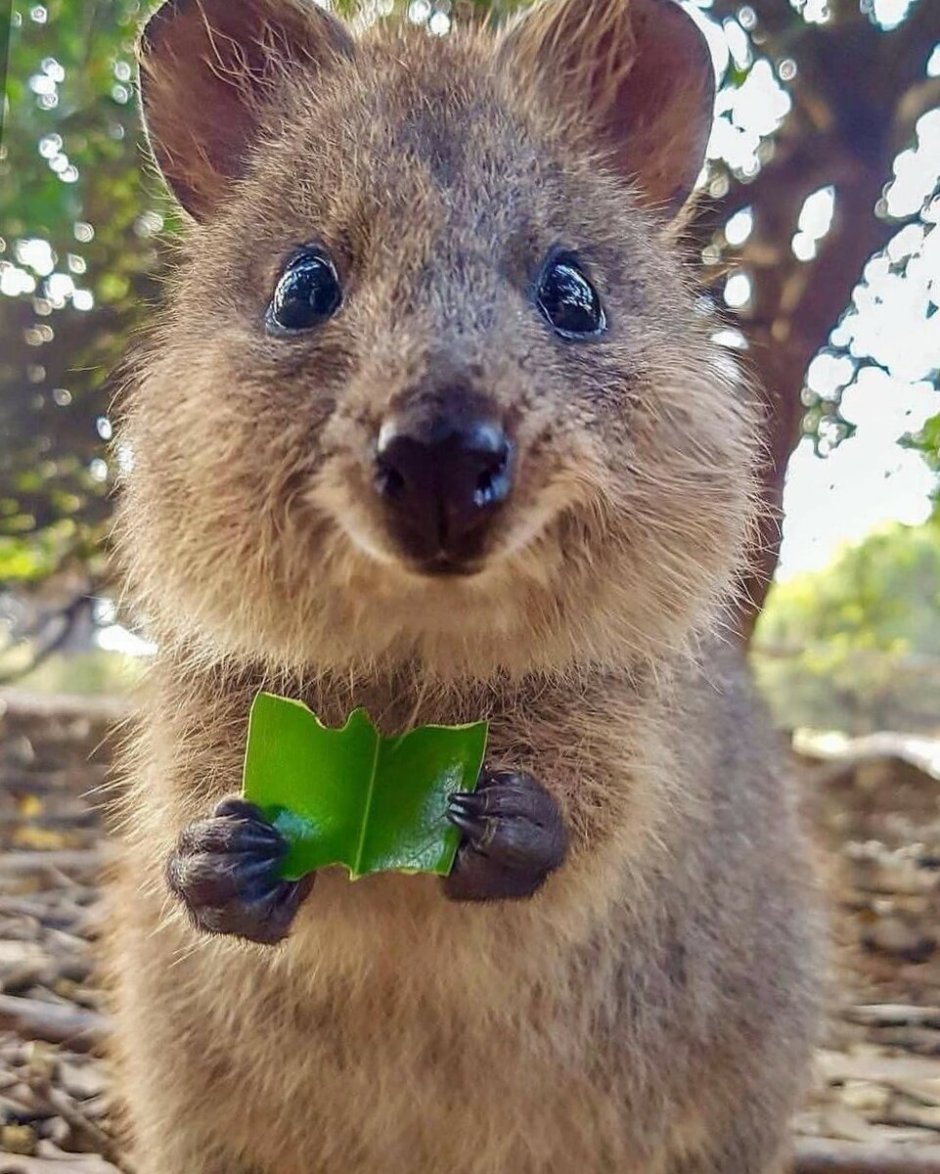 Квокка какашки